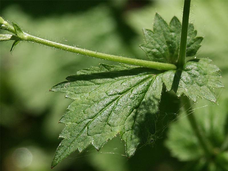 Geum urbanum