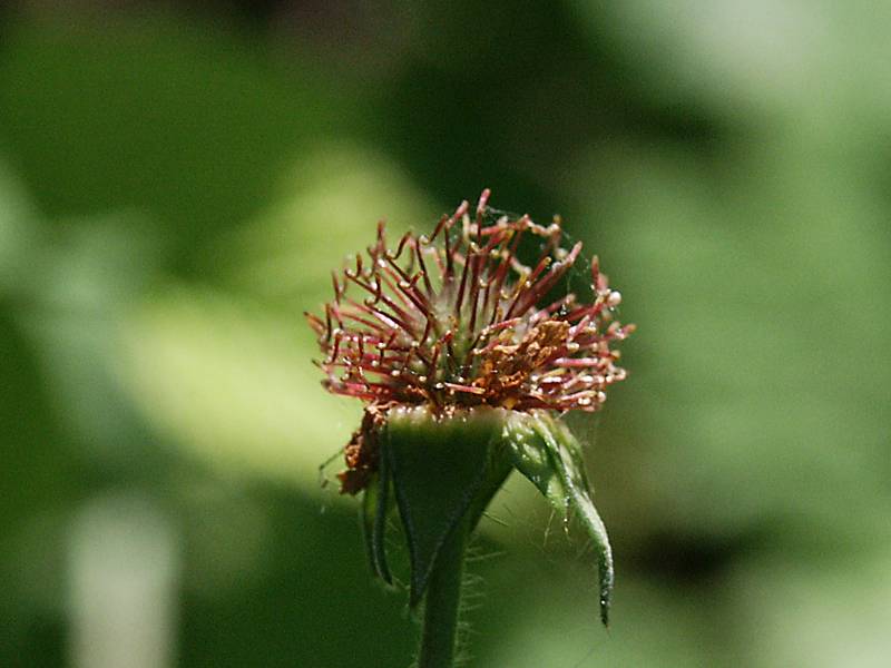 Geum urbanum