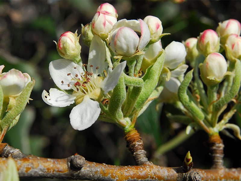 Apfel