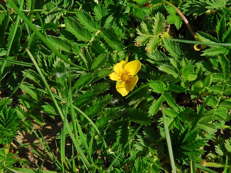 Potentilla anserina