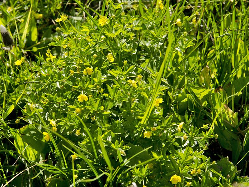 Potentilla erecta