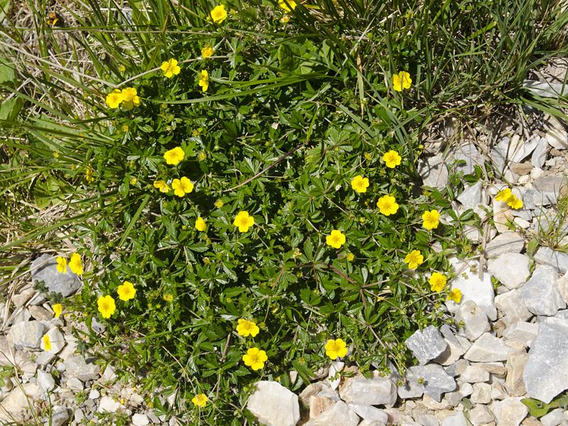 Potentilla erecta