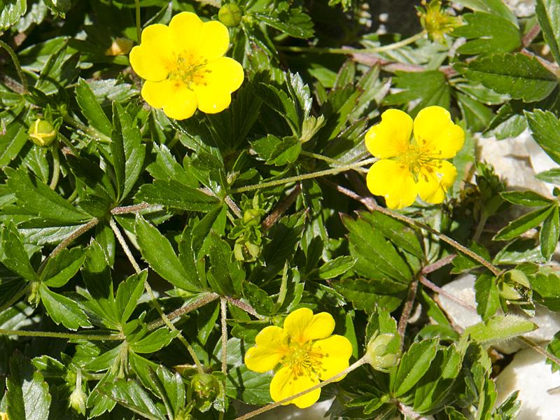 Potentilla erecta