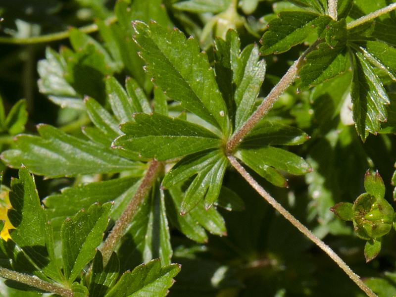 Potentilla erecta