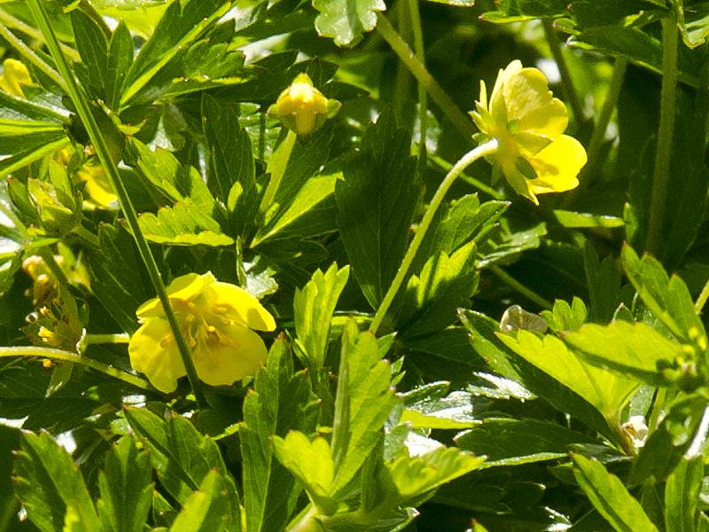 Potentilla erecta