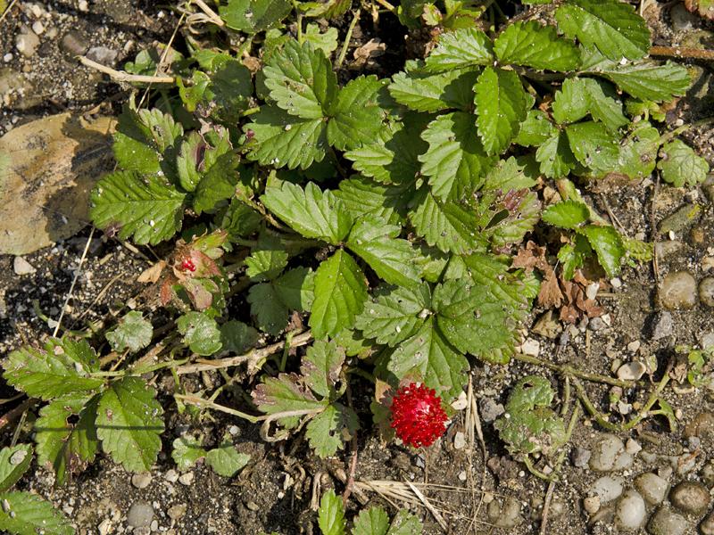 Potentilla indica