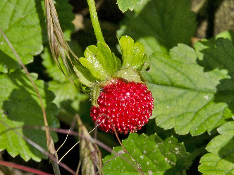 Potentilla indica