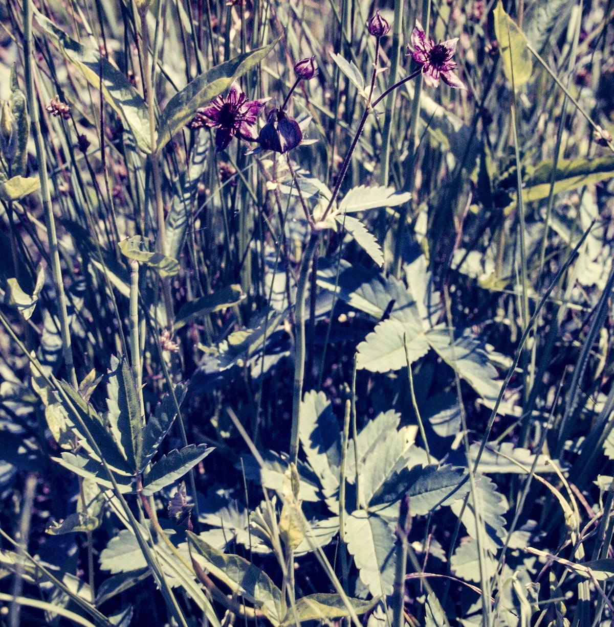 Potentilla palustris