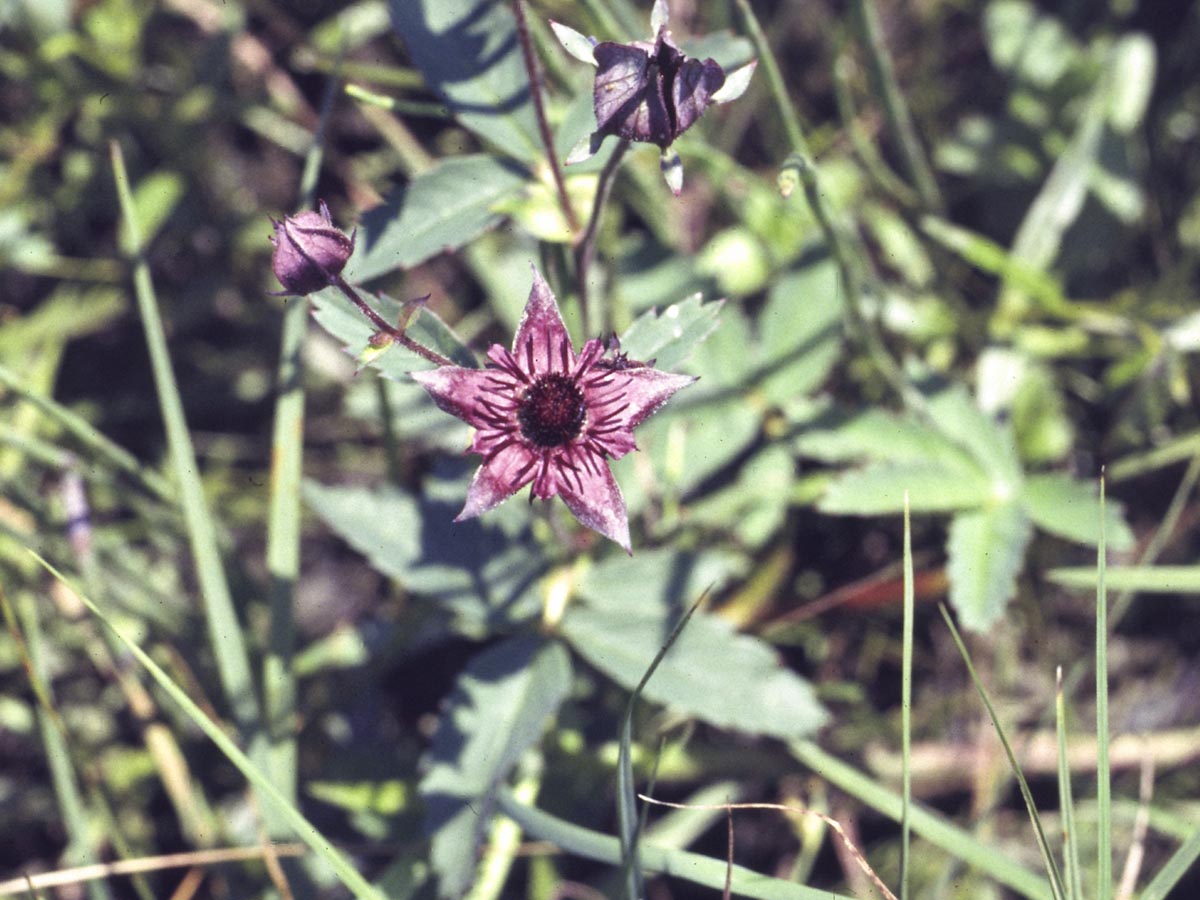 Potentilla palustris