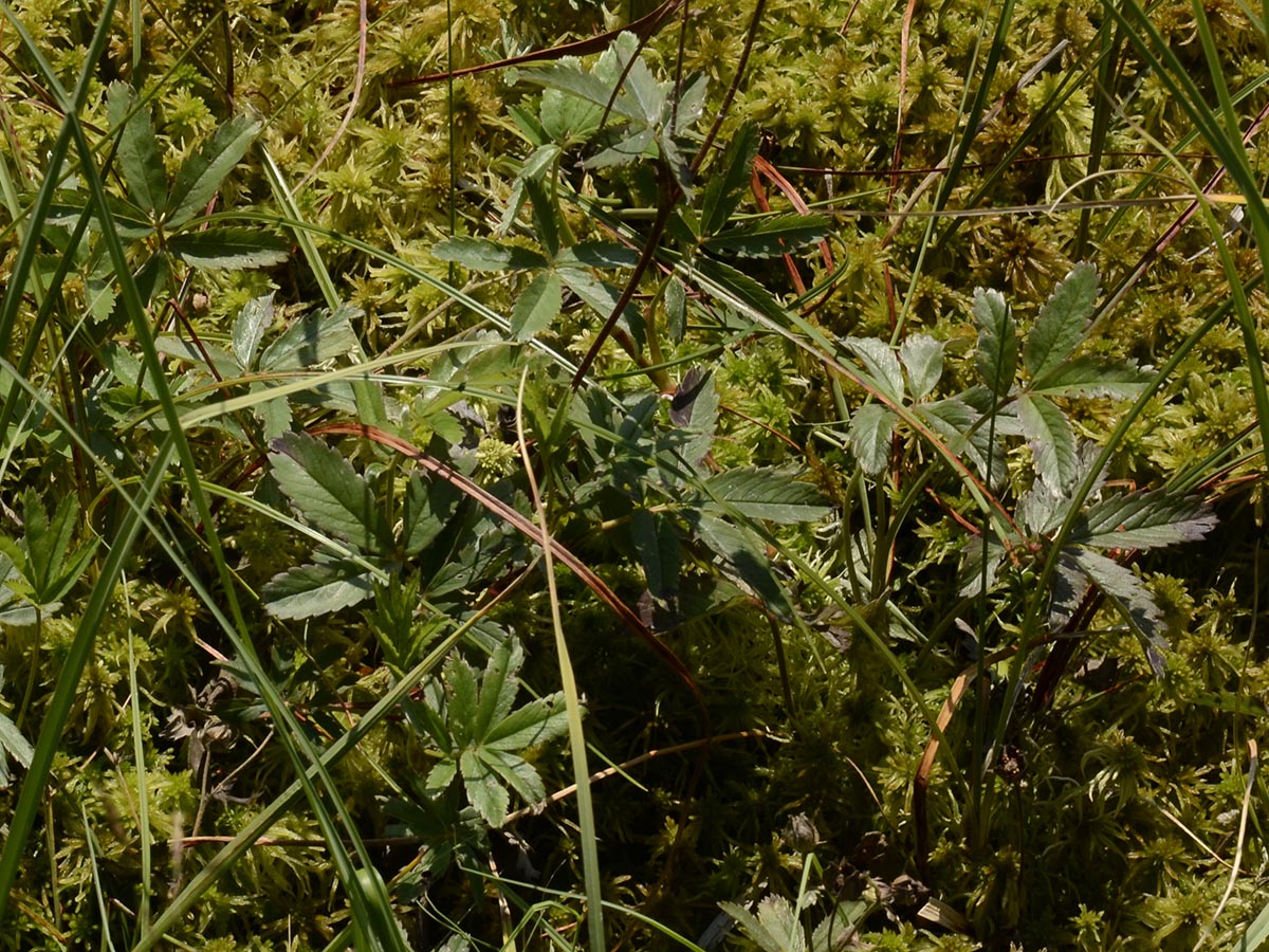 Potentilla palustris