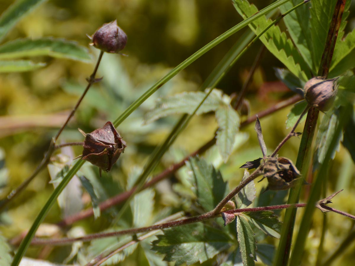 Potentilla palustris