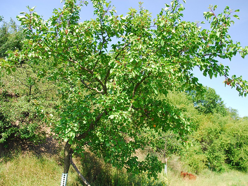 Prunus armeniaca