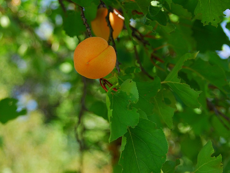 Prunus armeniaca