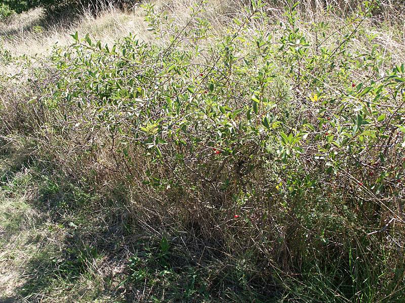 Prunus fruticosa