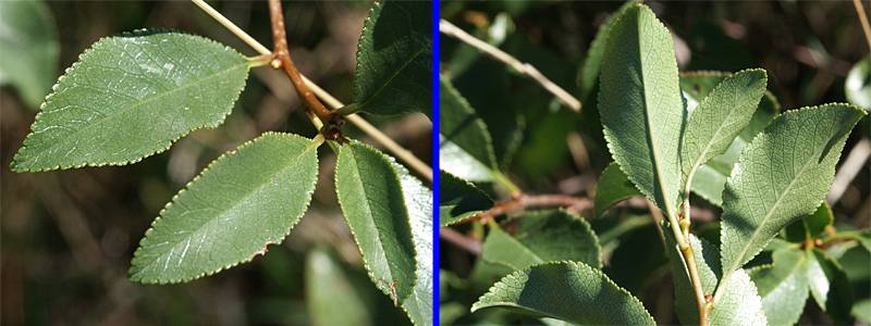 Prunus fruticosa