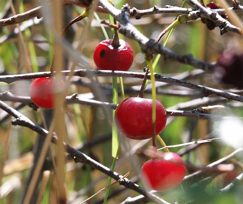 Prunus fruticosa