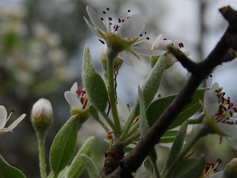 Pyrus amygdaliformis