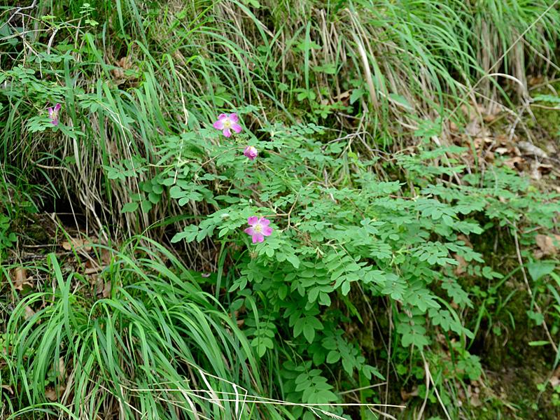 Rosa pendulina