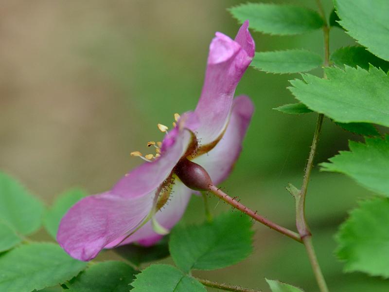 Rosa pendulina