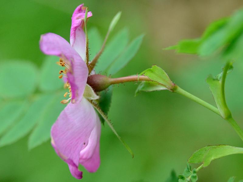 Rosa pendulina