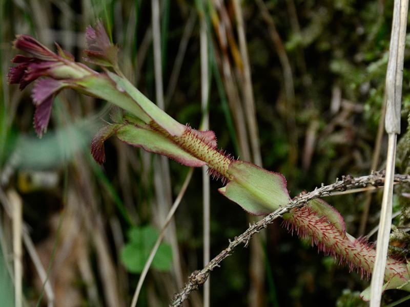 Rosa pendulina