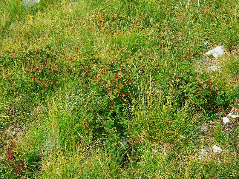 Rosa spinosissima