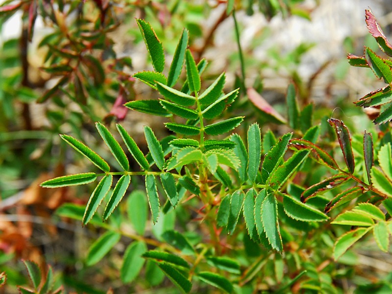 Rosa spinosissima