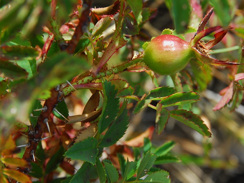 Rosa spinosissima