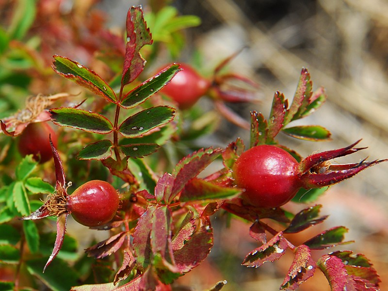 Rosa spinosissima