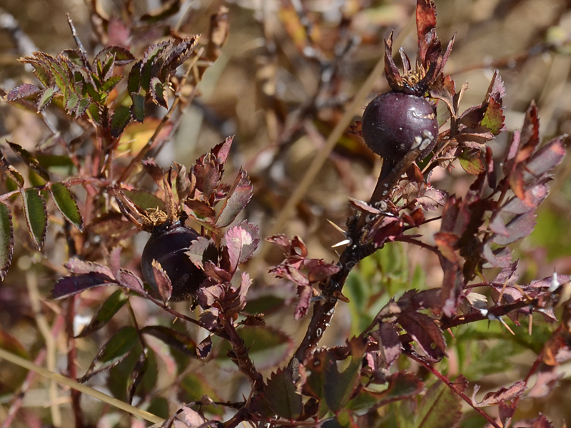 Rosa spinosissima