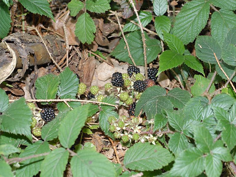 Rubus fruticosus agg.