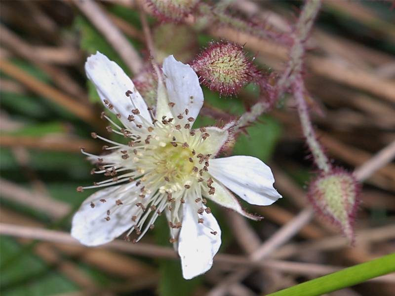 Rubus fruticosus agg.