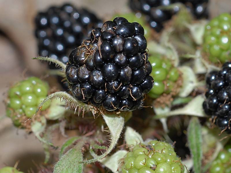 Rubus fruticosus agg.