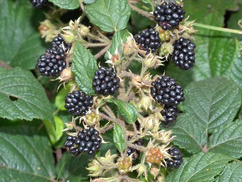 Rubus fruticosus agg.