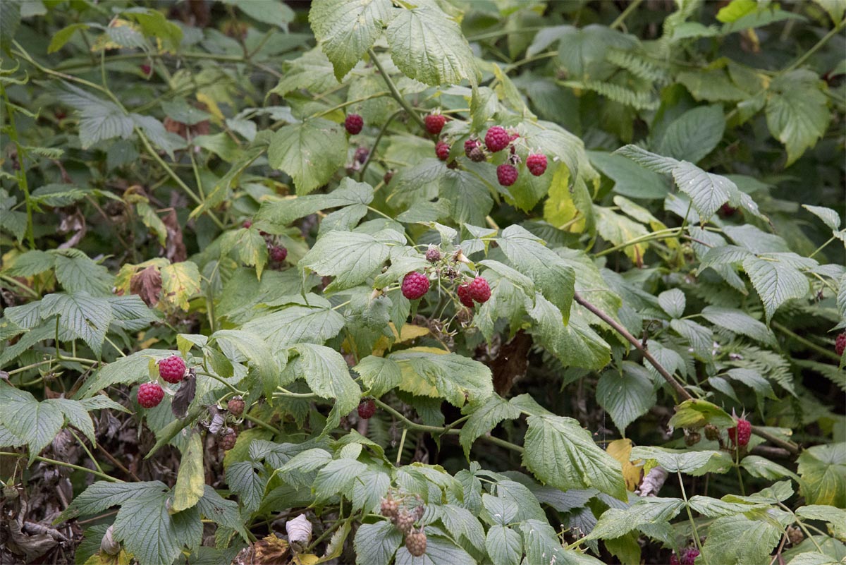 Rubus idaeus