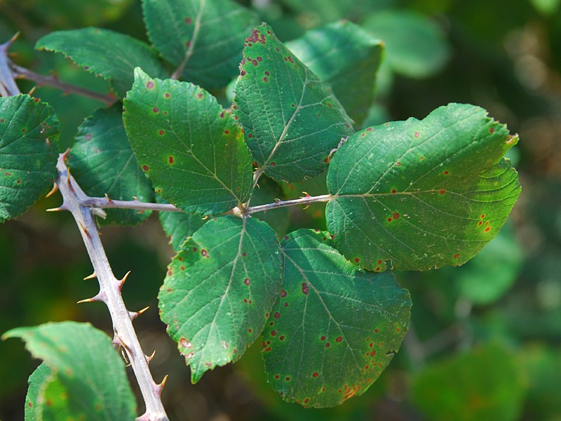 Rubus ulmifolius