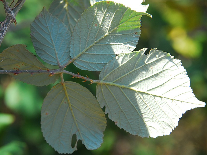 Rubus ulmifolius
