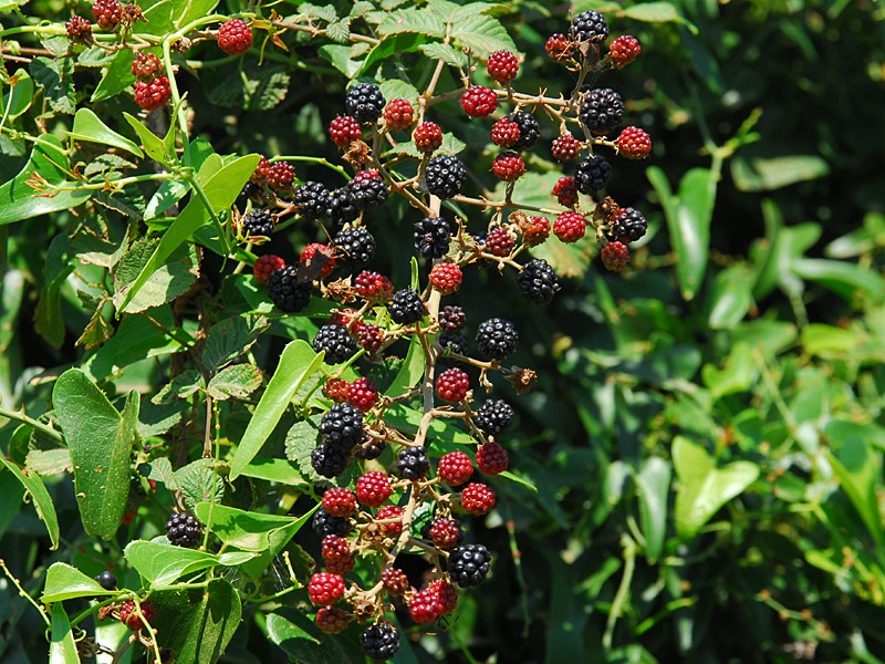 Rubus ulmifolius