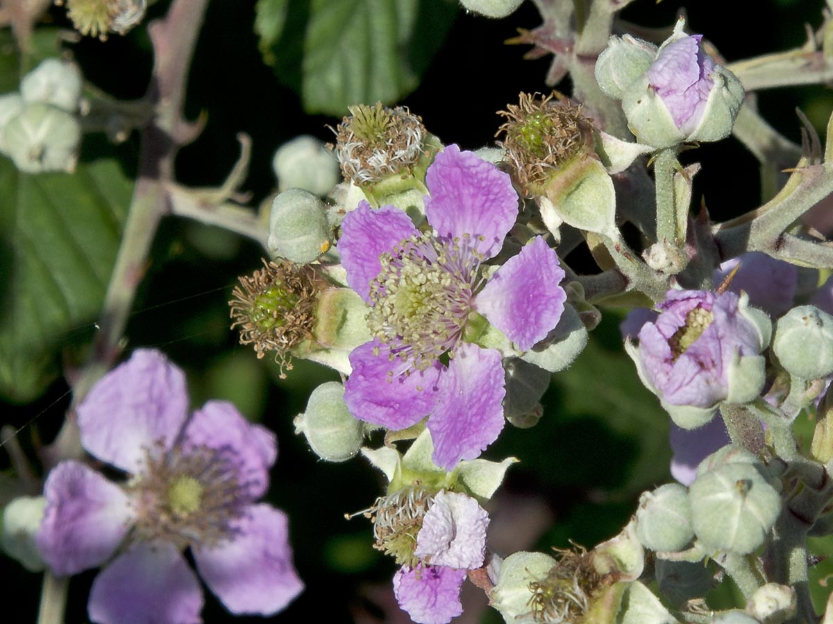 Rubus ulmifolius