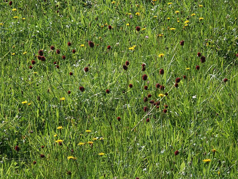 Sanguisorba officinalis