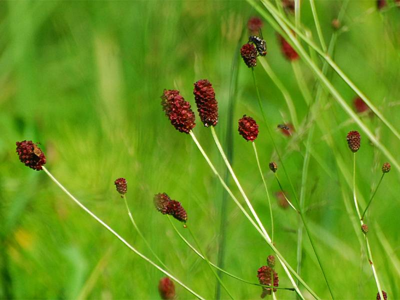 Sanguisorba officinalis