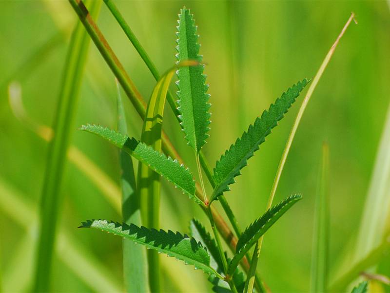 Sanguisorba officinalis