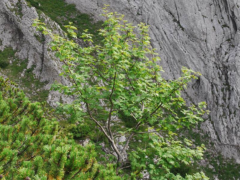 Sorbus aucuparia