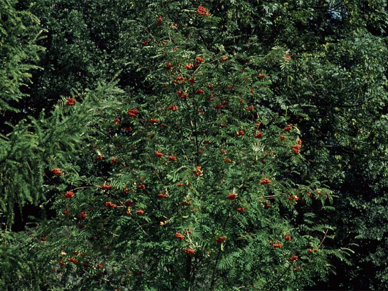 Sorbus aucuparia