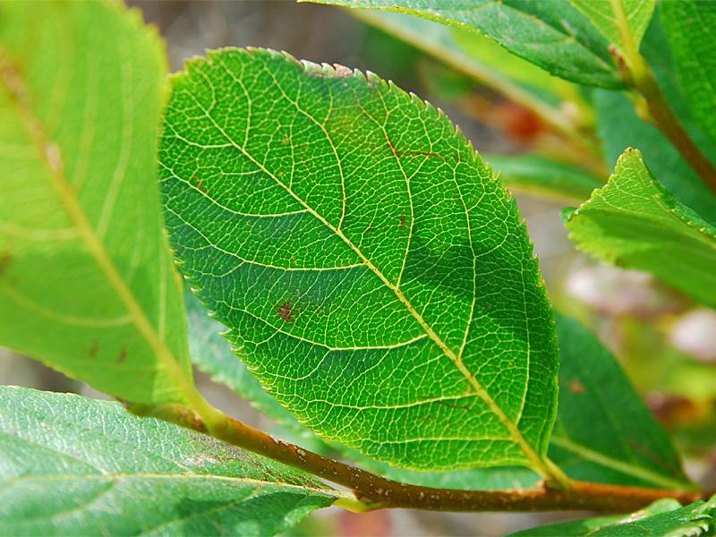 Sorbus chamaemespilus