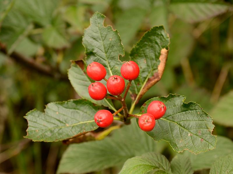 Sorbus chamaemespilus