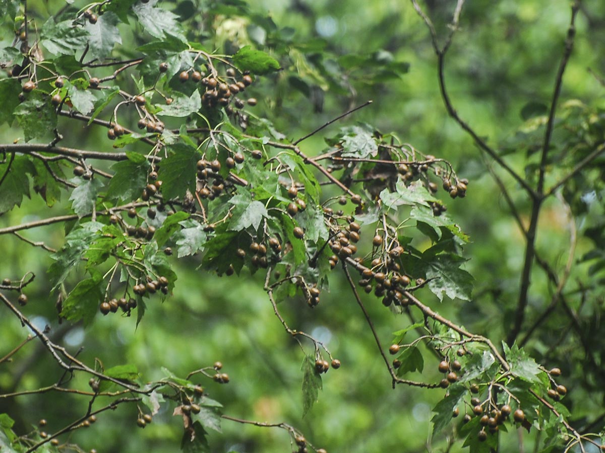 Sorbus torminalis