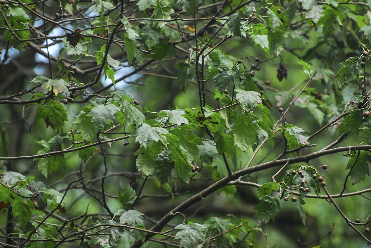 Sorbus torminalis