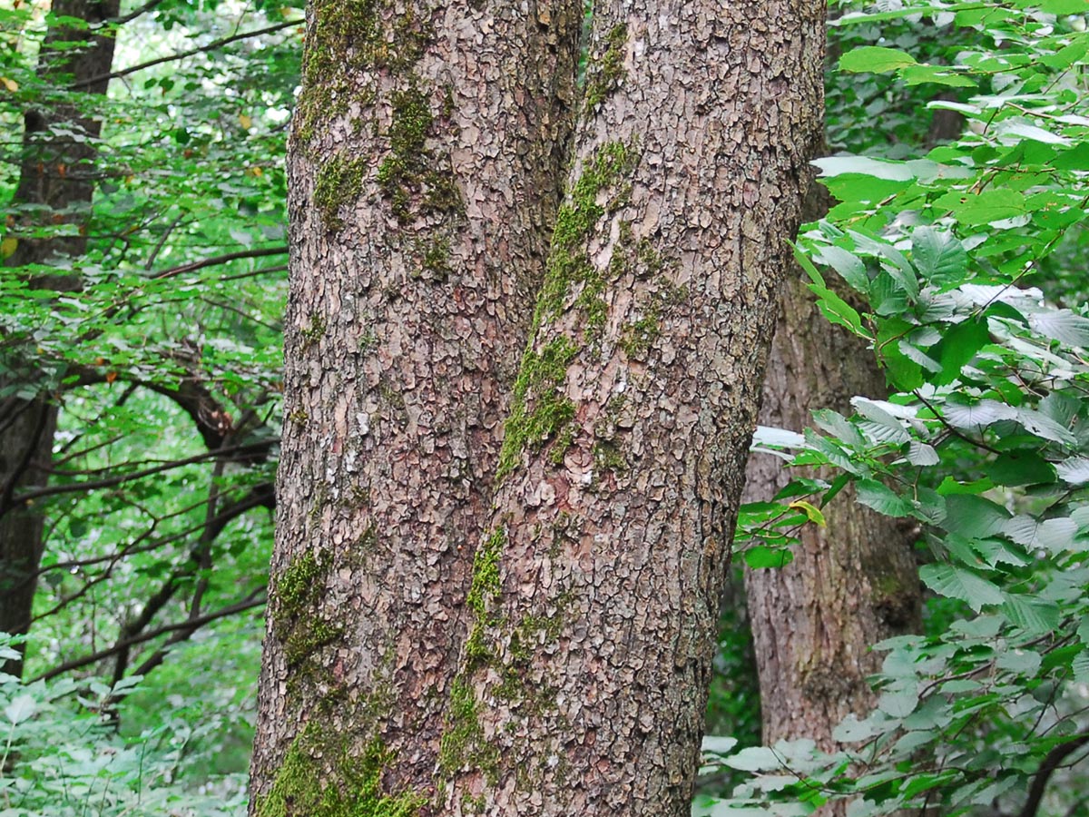 Sorbus torminalis