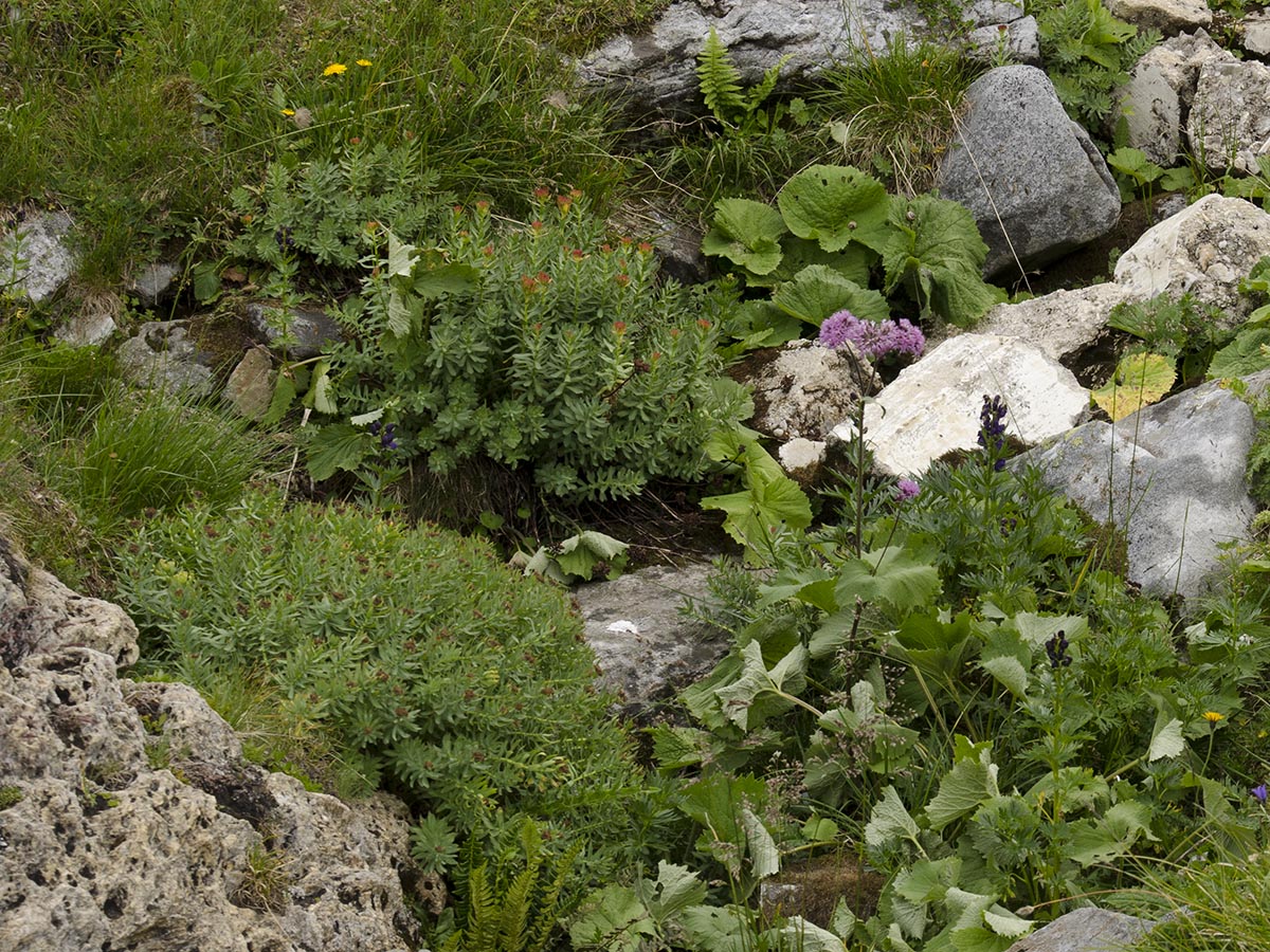 Rhodiola rosea